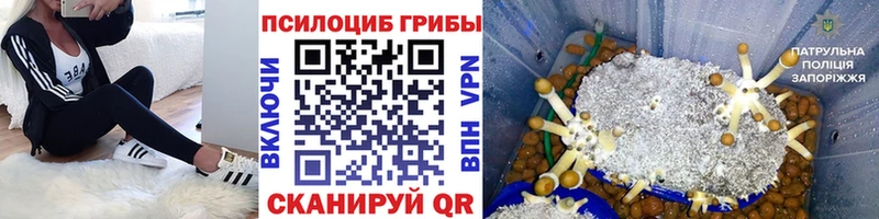 мега ссылки  Хилок  Псилоцибиновые грибы Psilocybine cubensis 